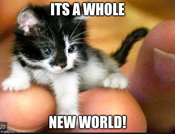 ITS A WHOLE; NEW WORLD! | image tagged in cats | made w/ Imgflip meme maker
