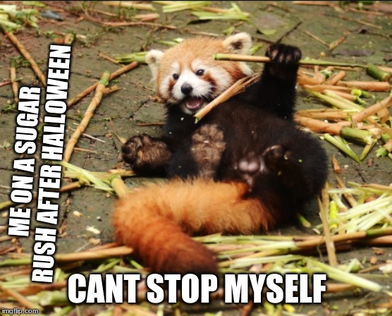 ME ON A SUGAR RUSH AFTER HALLOWEEN; CANT STOP MYSELF | image tagged in red panda | made w/ Imgflip meme maker