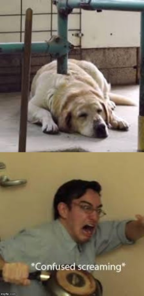 poor dog he just wanted a nap | image tagged in doggo,confused screaming | made w/ Imgflip meme maker