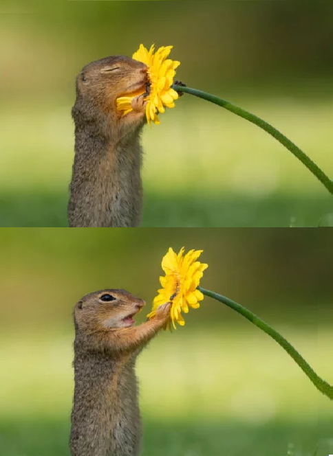 Squirrel Smelling Flower Blank Meme Template
