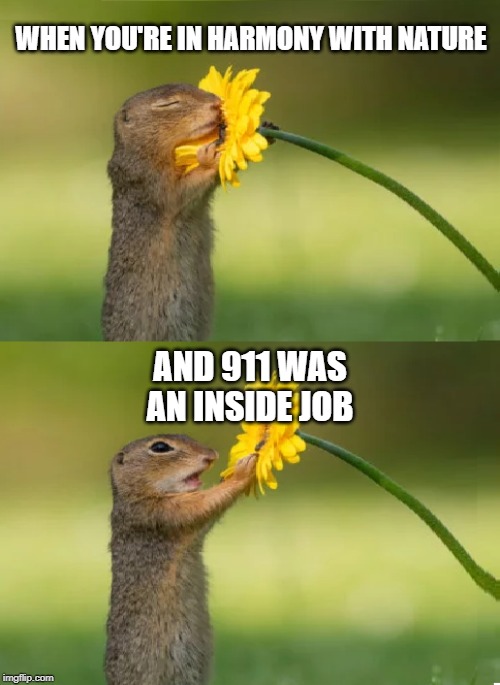 Squirrel Smelling Flower | WHEN YOU'RE IN HARMONY WITH NATURE; AND 911 WAS AN INSIDE JOB | image tagged in squirrel smelling flower,911,conspiracy,corruption,terrorism | made w/ Imgflip meme maker