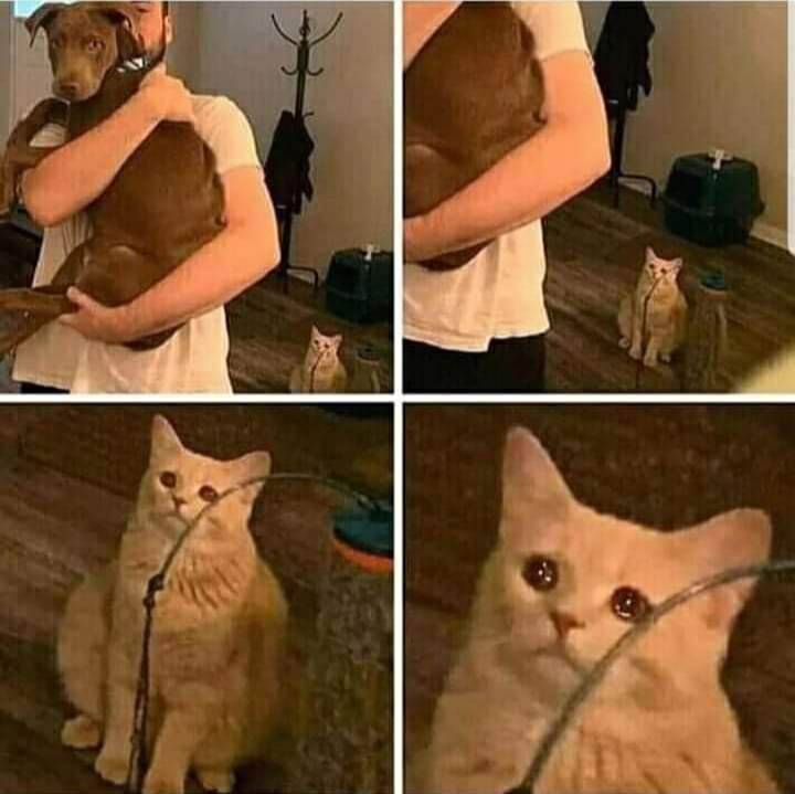 Sad Cat Holding Dog Blank Meme Template