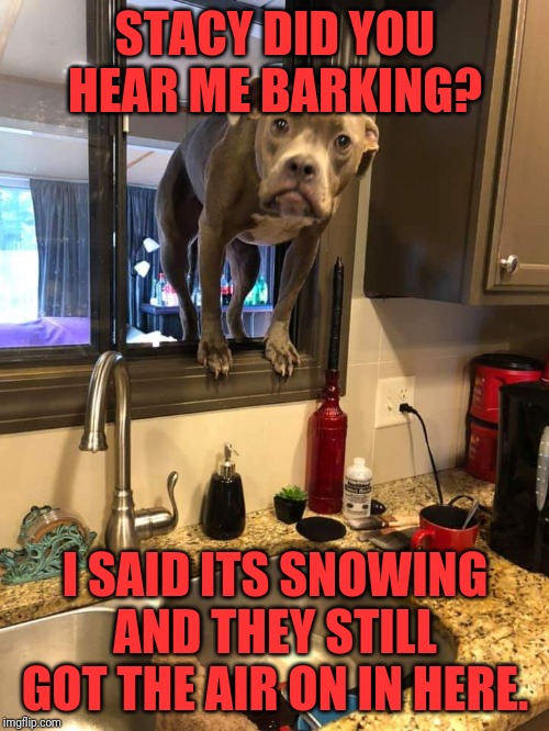 Dog in window | STACY DID YOU HEAR ME BARKING? I SAID ITS SNOWING AND THEY STILL GOT THE AIR ON IN HERE. | image tagged in dog in window | made w/ Imgflip meme maker