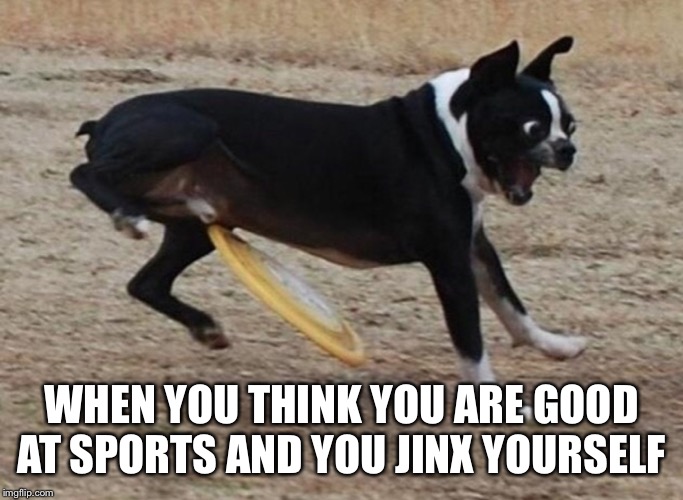 WHEN YOU THINK YOU ARE GOOD AT SPORTS AND YOU JINX YOURSELF | image tagged in dog,frisbee | made w/ Imgflip meme maker