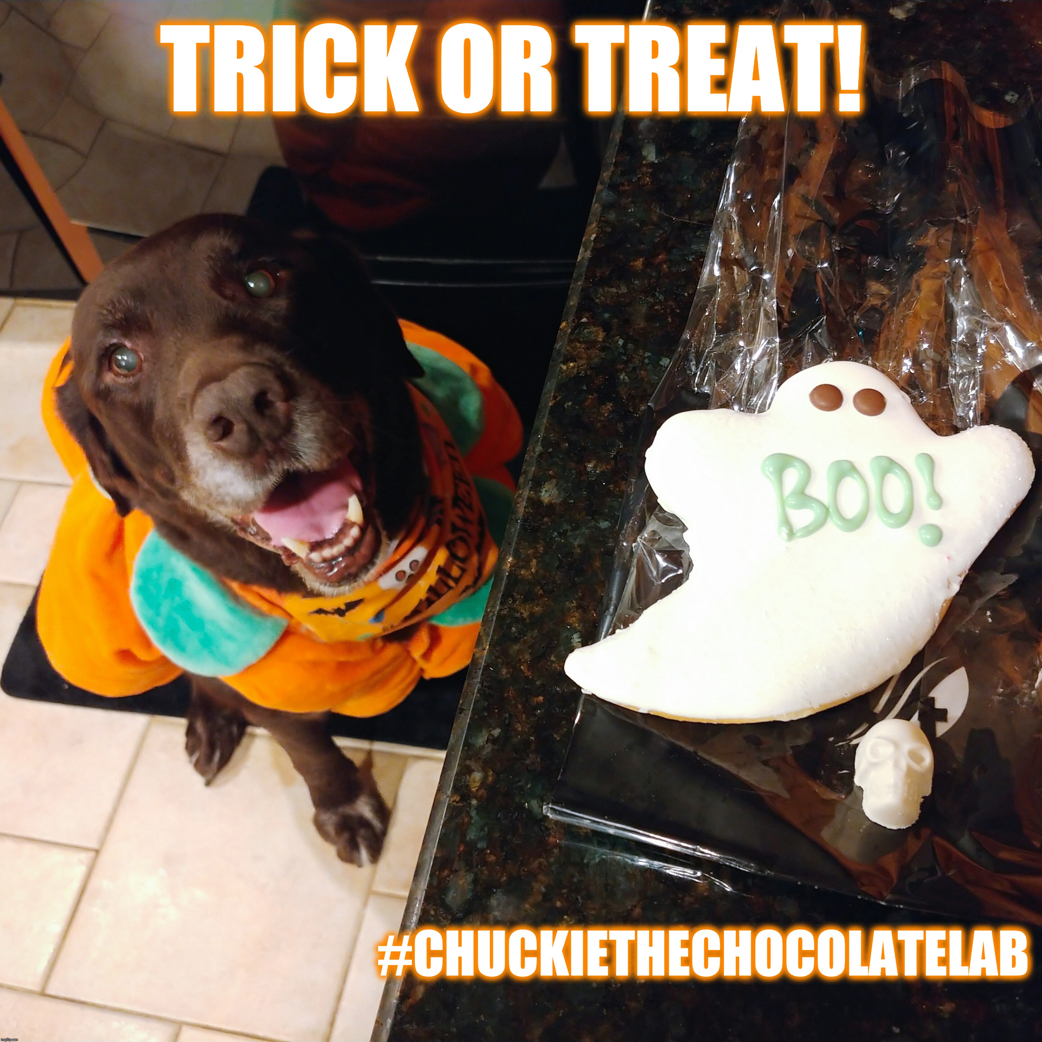 Trick or treat! | TRICK OR TREAT! #CHUCKIETHECHOCOLATELAB | image tagged in chuckie the chocolate lab,trick or treat,halloween,dogs,memes,cute | made w/ Imgflip meme maker