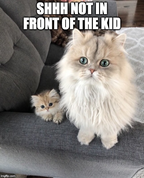 keeping them innocent | SHHH NOT IN FRONT OF THE KID | image tagged in adult cat,kitten,cute cat | made w/ Imgflip meme maker