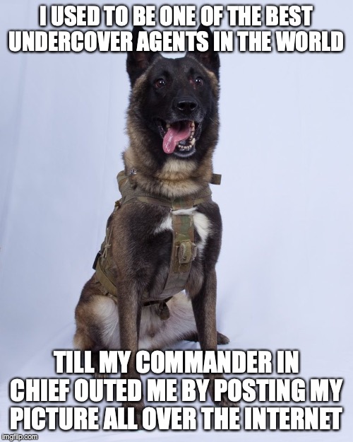 Hero Dog | I USED TO BE ONE OF THE BEST UNDERCOVER AGENTS IN THE WORLD; TILL MY COMMANDER IN CHIEF OUTED ME BY POSTING MY PICTURE ALL OVER THE INTERNET | image tagged in hero dog | made w/ Imgflip meme maker