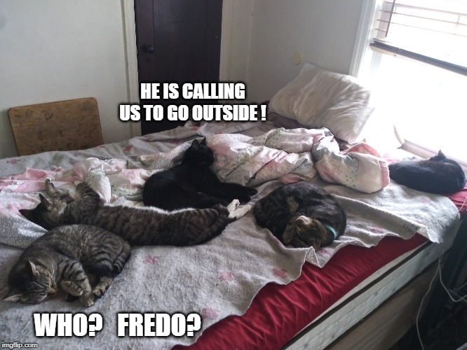HEY I HEARD THAT! | HE IS CALLING US TO GO OUTSIDE ! WHO?   FREDO? | image tagged in cats,funny cats,animals,pets | made w/ Imgflip meme maker