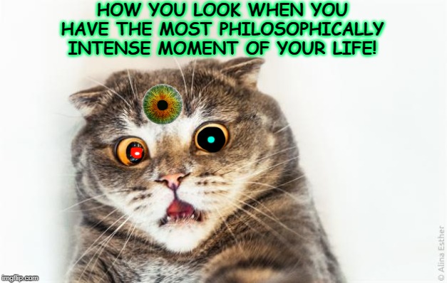 horrified cat | HOW YOU LOOK WHEN YOU HAVE THE MOST PHILOSOPHICALLY INTENSE MOMENT OF YOUR LIFE! | image tagged in horrified cat | made w/ Imgflip meme maker