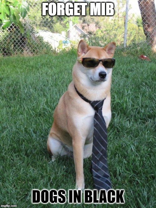 Business doge | FORGET MIB; DOGS IN BLACK | image tagged in business doge | made w/ Imgflip meme maker