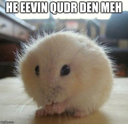 cute gerbil cutest animal | HE EEVIN QUDR DEN MEH | image tagged in cute gerbil cutest animal | made w/ Imgflip meme maker