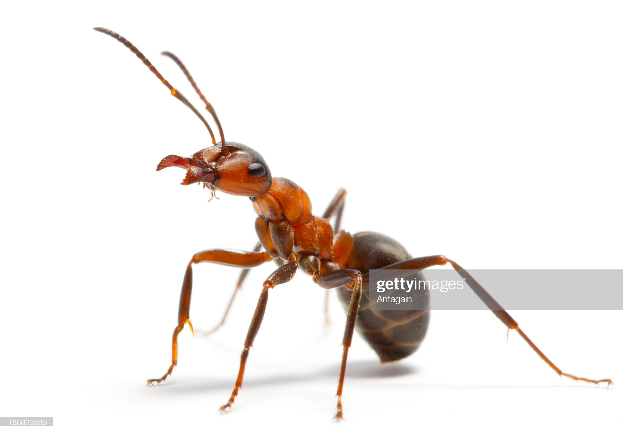 ant Blank Meme Template