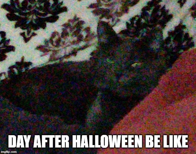 DAY AFTER HALLOWEEN BE LIKE | image tagged in funny cats,hungover,tired | made w/ Imgflip meme maker