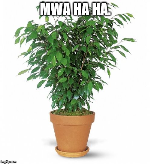 Weinstein's potted plant | MWA HA HA. | image tagged in weinstein's potted plant | made w/ Imgflip meme maker
