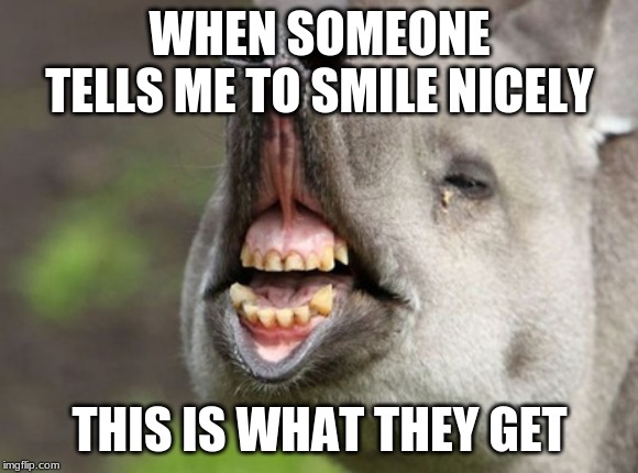 weird things | WHEN SOMEONE TELLS ME TO SMILE NICELY; THIS IS WHAT THEY GET | image tagged in funny animals | made w/ Imgflip meme maker