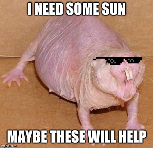 naked mole rat | I NEED SOME SUN; MAYBE THESE WILL HELP | image tagged in naked mole rat | made w/ Imgflip meme maker