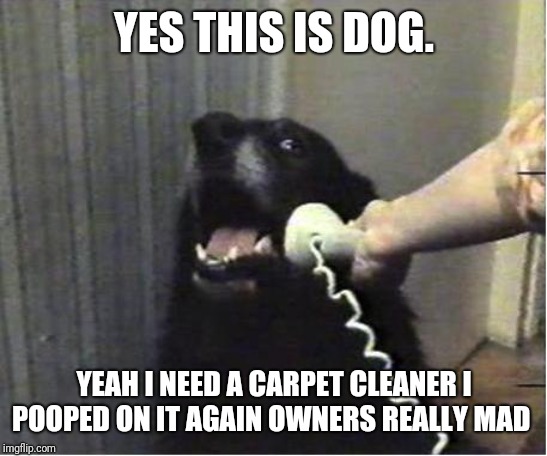 Yes this is dog | YES THIS IS DOG. YEAH I NEED A CARPET CLEANER I POOPED ON IT AGAIN OWNERS REALLY MAD | image tagged in yes this is dog | made w/ Imgflip meme maker