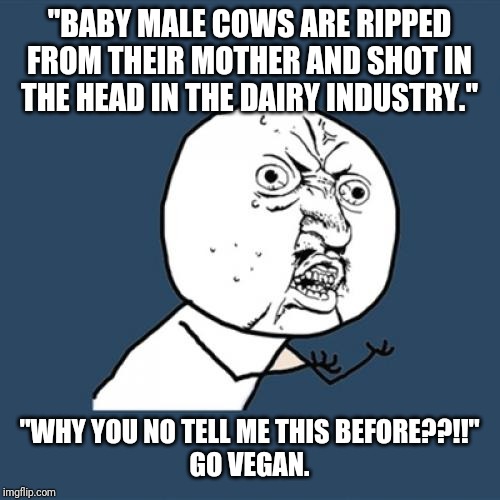 Y U No | "BABY MALE COWS ARE RIPPED FROM THEIR MOTHER AND SHOT IN THE HEAD IN THE DAIRY INDUSTRY."; "WHY YOU NO TELL ME THIS BEFORE??!!"

GO VEGAN. | image tagged in memes,y u no | made w/ Imgflip meme maker