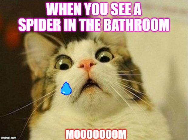 Scared Cat Meme | WHEN YOU SEE A SPIDER IN THE BATHROOM; MOOOOOOOM | image tagged in memes,scared cat | made w/ Imgflip meme maker