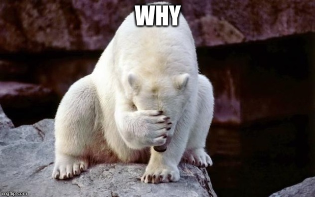 Horribly embarrassed polar bear | WHY | image tagged in horribly embarrassed polar bear | made w/ Imgflip meme maker