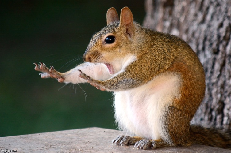 Whoa now Squirrel | image tagged in whoa now squirrel | made w/ Imgflip meme maker