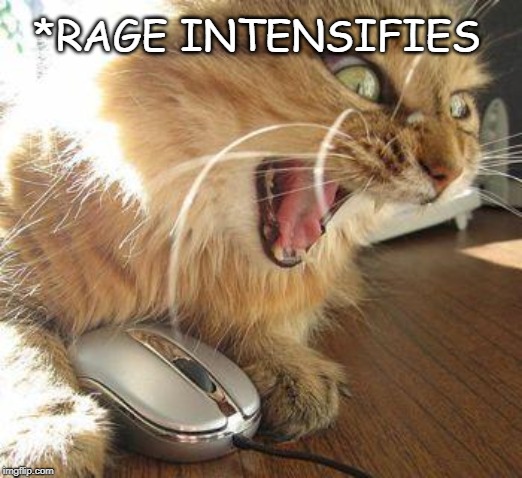 angry cat | *RAGE INTENSIFIES | image tagged in angry cat | made w/ Imgflip meme maker