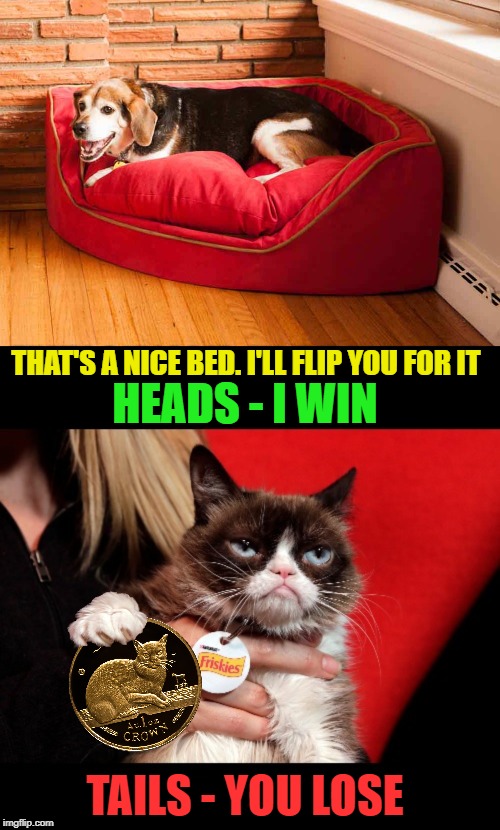 Grumpy cat - coin toss | HEADS - I WIN; THAT'S A NICE BED. I'LL FLIP YOU FOR IT; TAILS - YOU LOSE | image tagged in funny memes,grumpy cat,coin toss,cat,dog | made w/ Imgflip meme maker