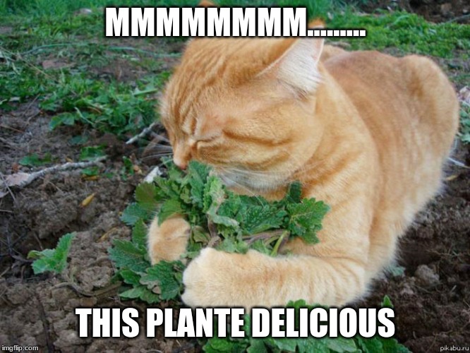 Plant lover | MMMMMMMM......... THIS PLANTE DELICIOUS | image tagged in plant lover | made w/ Imgflip meme maker