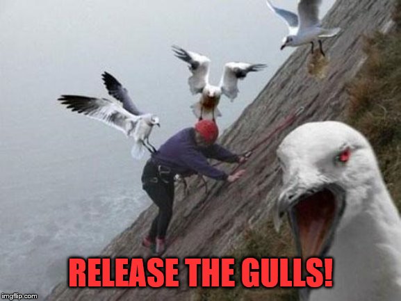 Angry Birds | RELEASE THE GULLS! | image tagged in angry birds | made w/ Imgflip meme maker