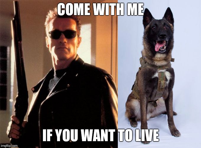 COME WITH ME IF YOU WANT TO LIVE | image tagged in terminator 2,war dog baghdadi belgian malinois | made w/ Imgflip meme maker