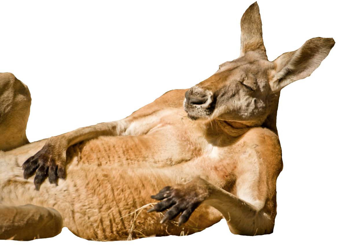 High Quality fat kangaroo Blank Meme Template