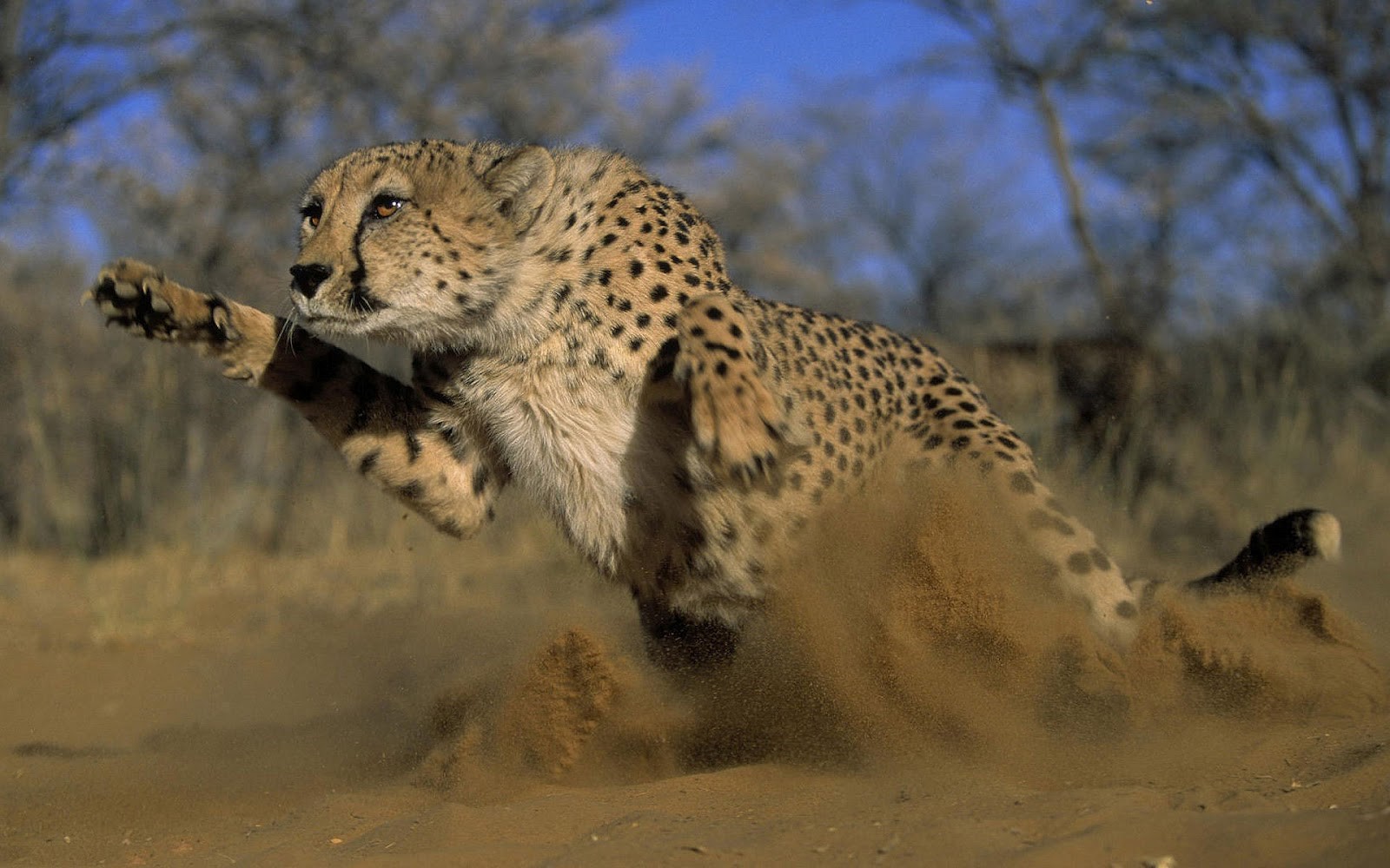 cheetah running for life Blank Meme Template