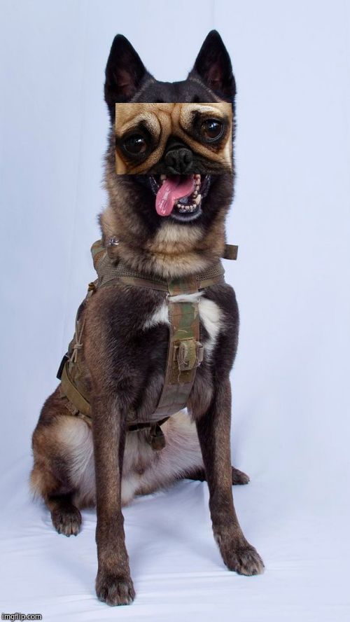 War Dog Baghdadi Belgian Malinois | image tagged in war dog baghdadi belgian malinois | made w/ Imgflip meme maker