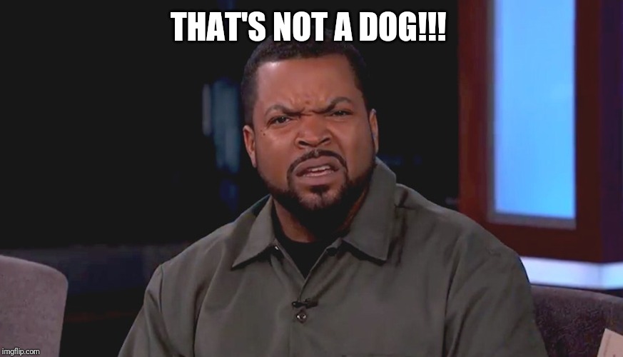 Really? Ice Cube | THAT'S NOT A DOG!!! | image tagged in really ice cube | made w/ Imgflip meme maker