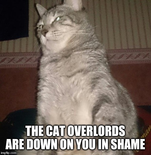 Cat stare | THE CAT OVERLORDS ARE DOWN ON YOU IN SHAME | image tagged in cat stare | made w/ Imgflip meme maker