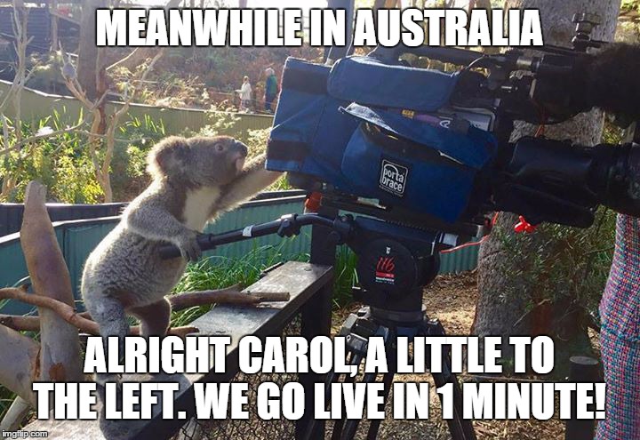 Koala works camera | MEANWHILE IN AUSTRALIA; ALRIGHT CAROL, A LITTLE TO THE LEFT. WE GO LIVE IN 1 MINUTE! | image tagged in koala,meanwhile in australia,news | made w/ Imgflip meme maker