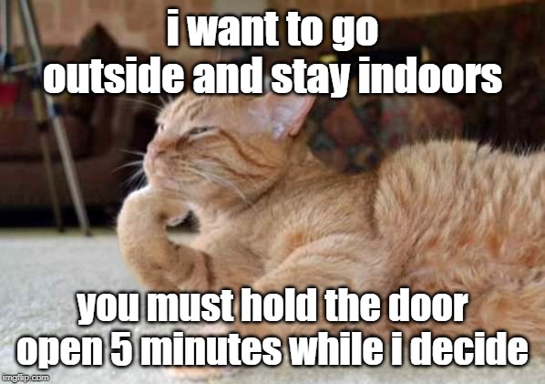 cat decide | i want to go outside and stay indoors; you must hold the door open 5 minutes while i decide | image tagged in cat | made w/ Imgflip meme maker