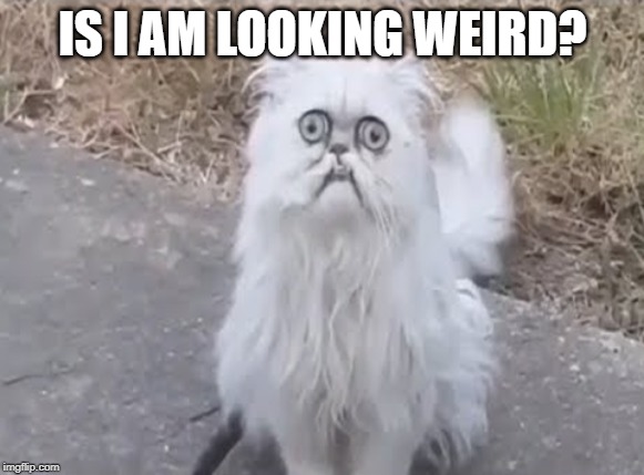 weird cat | IS I AM LOOKING WEIRD? | image tagged in grumpy cat | made w/ Imgflip meme maker