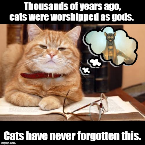 Cat never forgot | Thousands of years ago, cats were worshipped as gods. Cats have never forgotten this. | image tagged in quotes | made w/ Imgflip meme maker