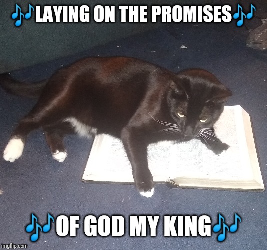 🎶LAYING ON THE PROMISES🎶; 🎶OF GOD MY KING🎶 | image tagged in cats,christianity,bible | made w/ Imgflip meme maker