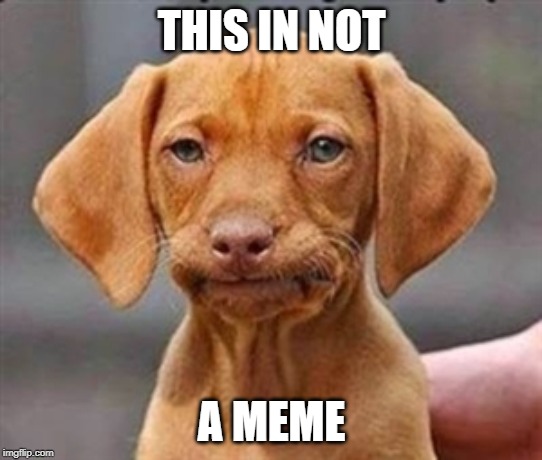 Frustrated dog | THIS IN NOT; A MEME | image tagged in frustrated dog | made w/ Imgflip meme maker