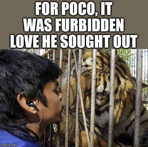 So would he be a furry? | FOR POCO, IT WAS FURBIDDEN LOVE HE SOUGHT OUT | image tagged in furry,tiger,love | made w/ Imgflip meme maker