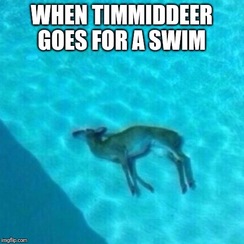 Roast Timiddeer | WHEN TIMMIDDEER GOES FOR A SWIM | image tagged in broken dolphin | made w/ Imgflip meme maker