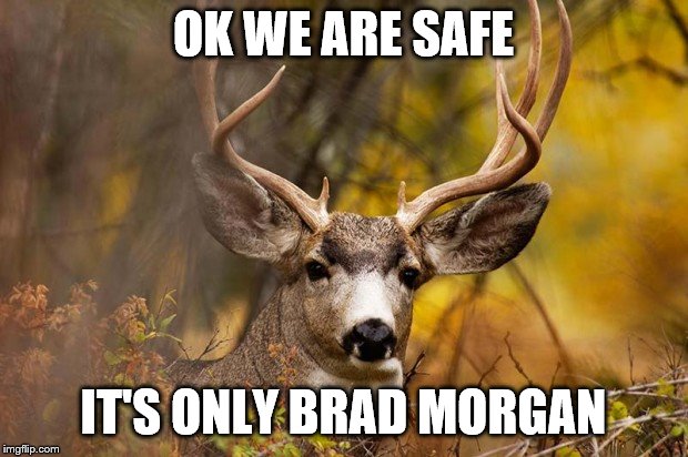 deer meme | OK WE ARE SAFE; IT'S ONLY BRAD MORGAN | image tagged in deer meme | made w/ Imgflip meme maker