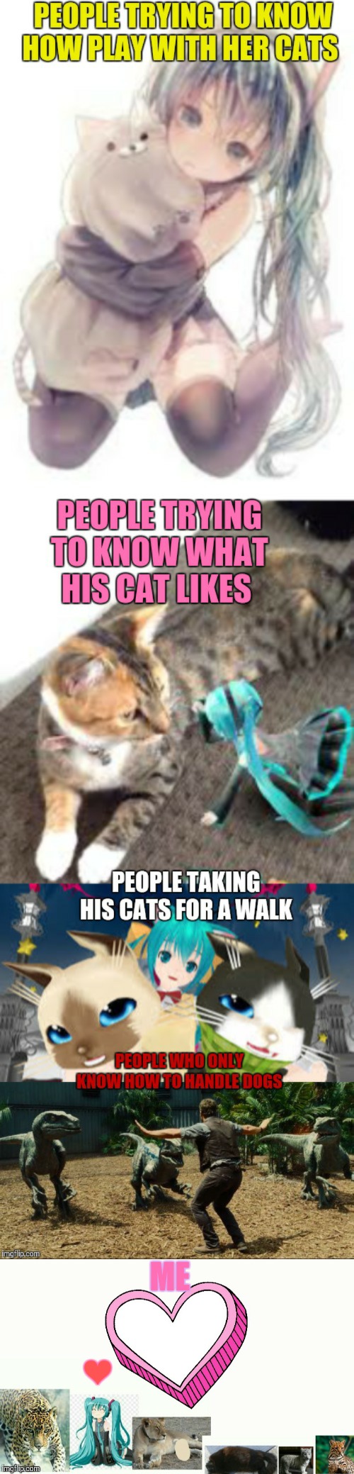 All the types of cat owners: | ME; ❤ | image tagged in gatos | made w/ Imgflip meme maker