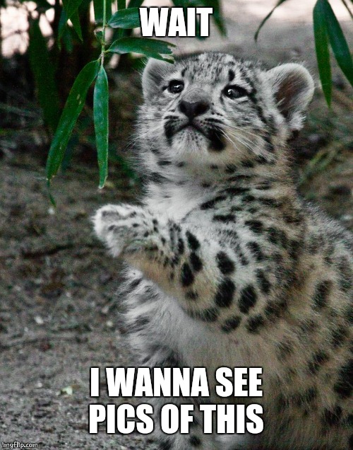 WAIT WHAT LEOPARD | WAIT I WANNA SEE PICS OF THIS | image tagged in wait what leopard | made w/ Imgflip meme maker