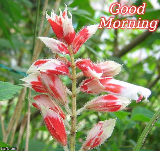 Good Morning | Good   
Morning | image tagged in memes,flowers,good morning,good morning flowers | made w/ Imgflip meme maker