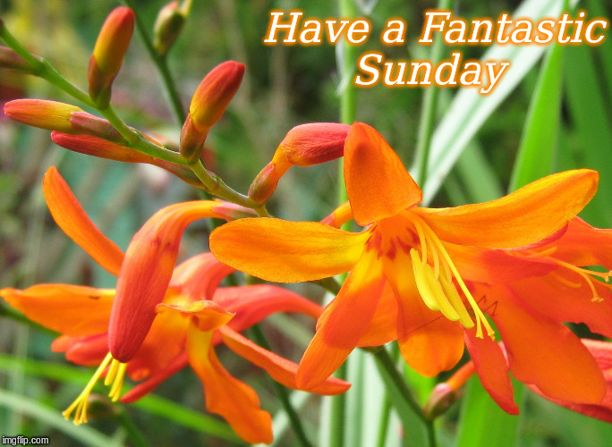 Have a Fantastic Sunday | Have a Fantastic
Sunday | image tagged in memes,flowers,good morning,good morning flowers | made w/ Imgflip meme maker