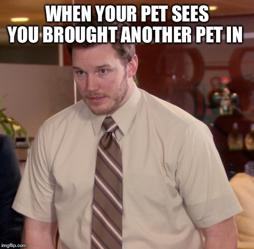 Afraid To Ask Andy Meme | WHEN YOUR PET SEES YOU BROUGHT ANOTHER PET IN | image tagged in memes,afraid to ask andy | made w/ Imgflip meme maker