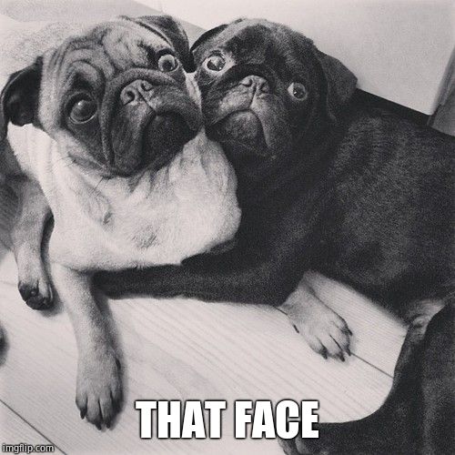 Scared pugs | THAT FACE | image tagged in scared pugs | made w/ Imgflip meme maker